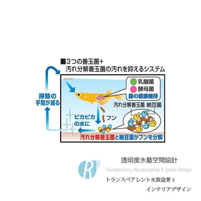 透明度 TRN｜GEX 五味｜メダカ元気 善玉菌孔雀燈科小型魚飼料｜緩沉性｜細顆粒｜130g-細節圖4