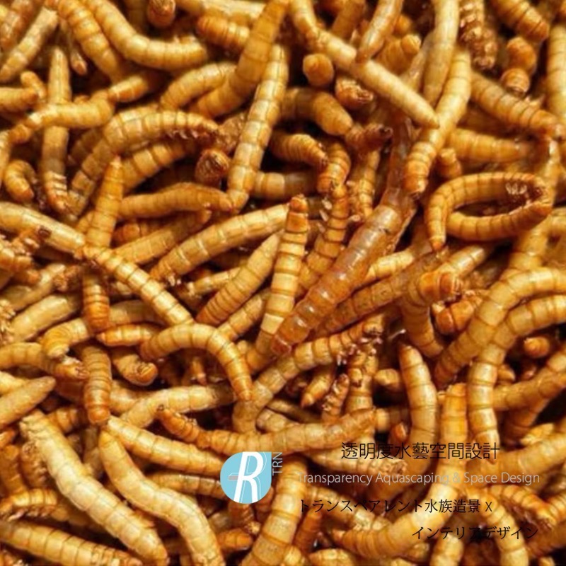 透明度 TRN｜WEIYITER 維益特｜麵包蟲鮮食包｜浮上性｜全蟲｜5入｜澤龜 烏龜-細節圖2