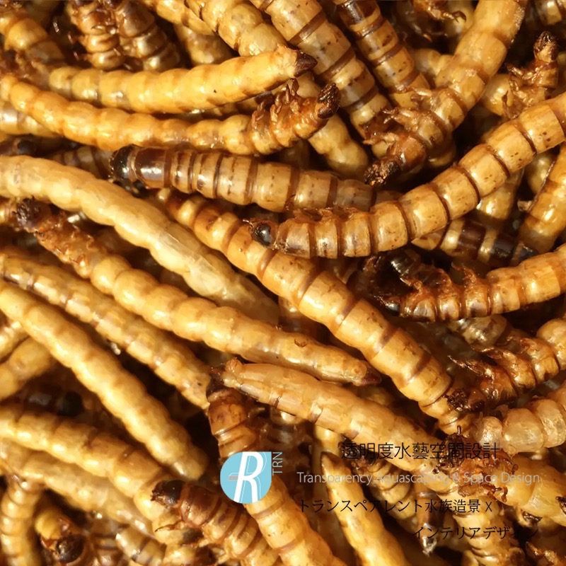 透明度 TRN｜WEIYITER 維益特｜大麥蟲鮮食包｜浮上性｜全蟲｜5入｜澤龜 烏龜-細節圖2