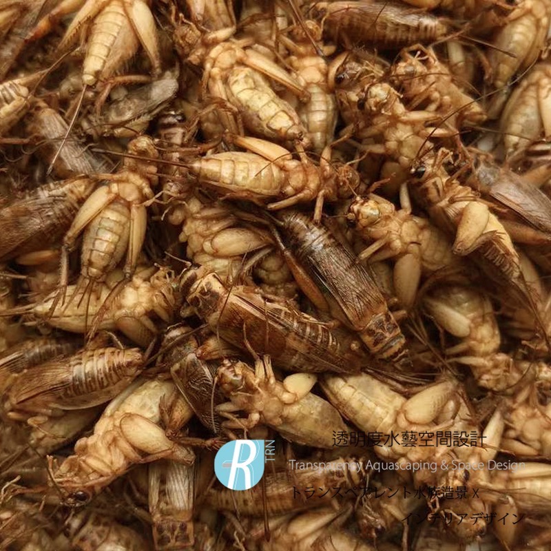 透明度 TRN｜WEIYITER 維益特｜蟋蟀鮮食包｜浮上性｜全蟲｜5入｜澤龜 烏龜-細節圖2