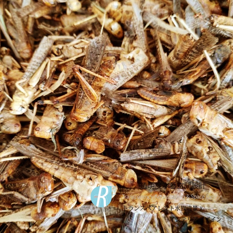 透明度 TRN｜WEIYITER 維益特｜蚱蜢鮮食包｜浮上性｜全蟲｜5入｜澤龜 烏龜-細節圖2