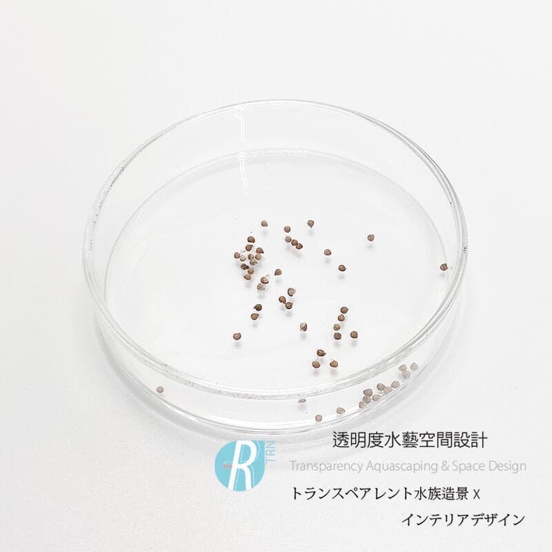 透明度 TRN｜Dorstenia crispa var. lancifolia｜白脈琉桑｜種子｜銀脈-細節圖2