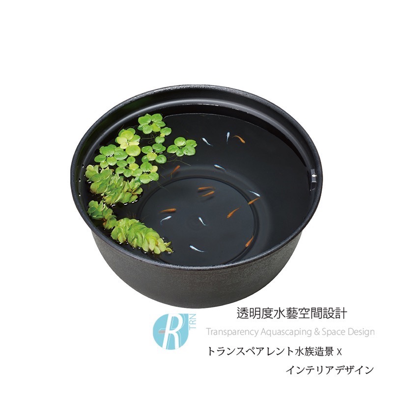 透明度 TRN｜GEX 五味｜メダカ元気 青鱂魚繁殖盆 黑 420｜16L｜飼育盆 飼養盆 戶外水缸-細節圖2