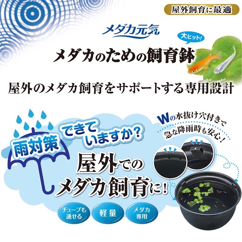 透明度 TRN｜GEX 五味｜メダカ元気 青鱂魚繁殖盆 黑 420｜16L｜飼育盆 飼養盆 戶外水缸-細節圖5