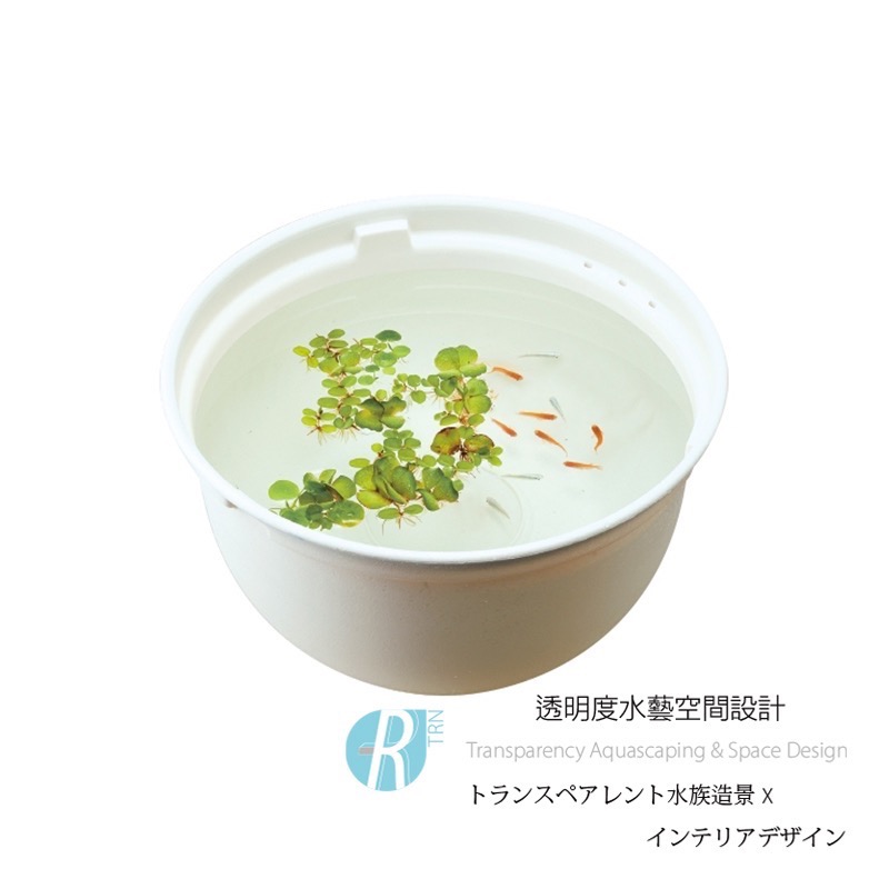 透明度 TRN｜GEX 五味｜メダカ元気 青鱂魚繁殖盆 白 370｜12L｜飼育盆 飼養盆 戶外水缸-細節圖2