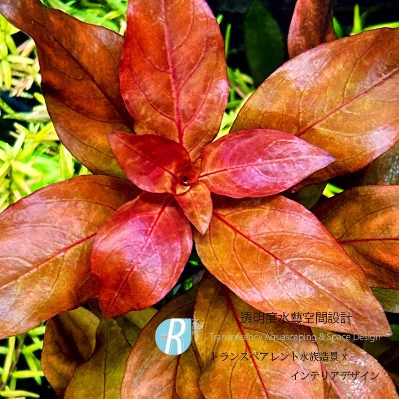 透明度 TRN｜Ludwigia sp. ＂north america＂ 北美葉底紅｜中/後景水草-細節圖2
