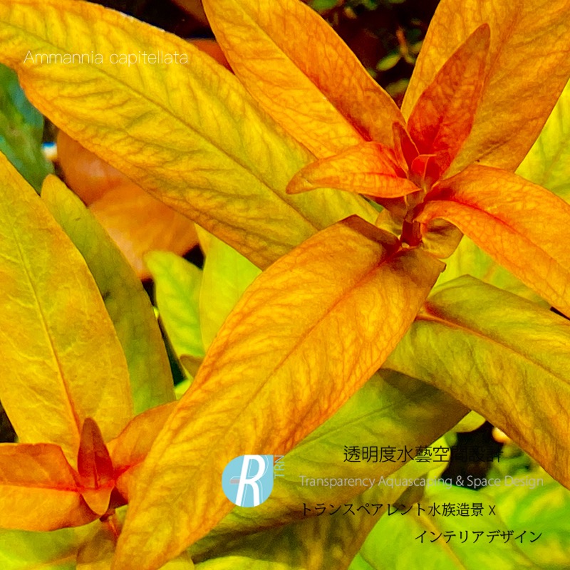 透明度 TRN｜Ammannia capitellata 三花千屈菜｜三花綠蝴蝶 青花绿蝴蝶 中/後景水草-細節圖2