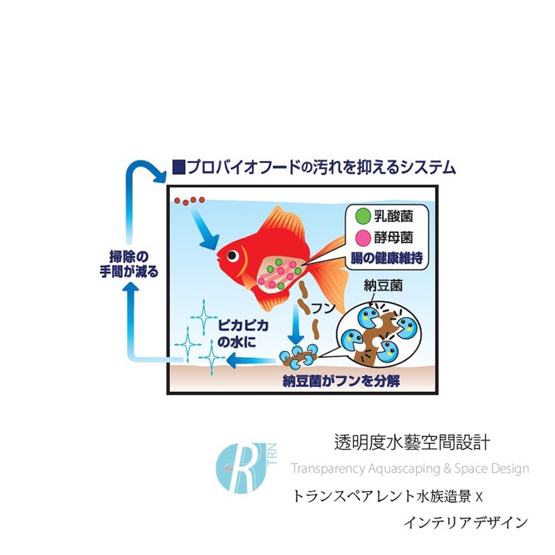 透明度 TRN｜GEX 五味｜金魚元気 蘭壽益生菌健康色揚飼料｜緩沉性｜Mini顆粒｜200g-細節圖5