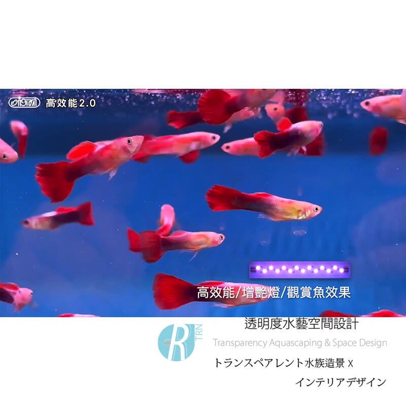 透明度 TRN｜iSTA 伊士達｜高效能2.0水族LED燈 2尺｜60~80cm｜玩家型增豔跨燈-細節圖7