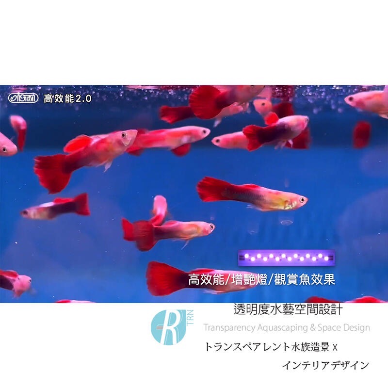 透明度 TRN｜iSTA 伊士達｜高效能2.0水族LED燈 3尺｜90~110cm｜玩家型增豔跨燈-細節圖7
