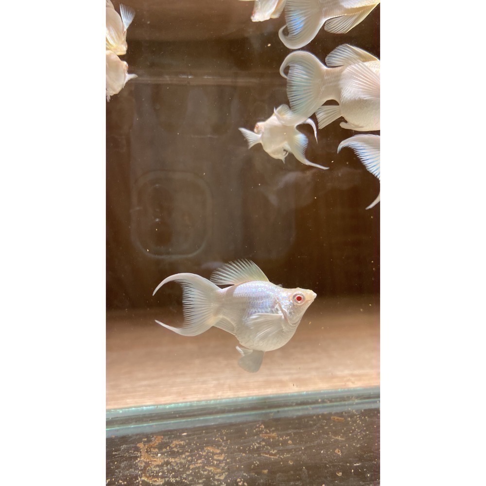 孔雀魚 茉莉魚 天鵝魚 鬥魚 球魚 茶壺 飼料-細節圖2