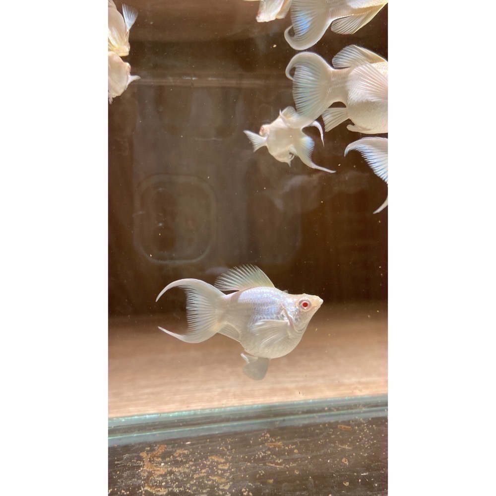 孔雀魚 茉莉魚 天鵝魚 鬥魚 球魚 茶壺 飼料-細節圖2