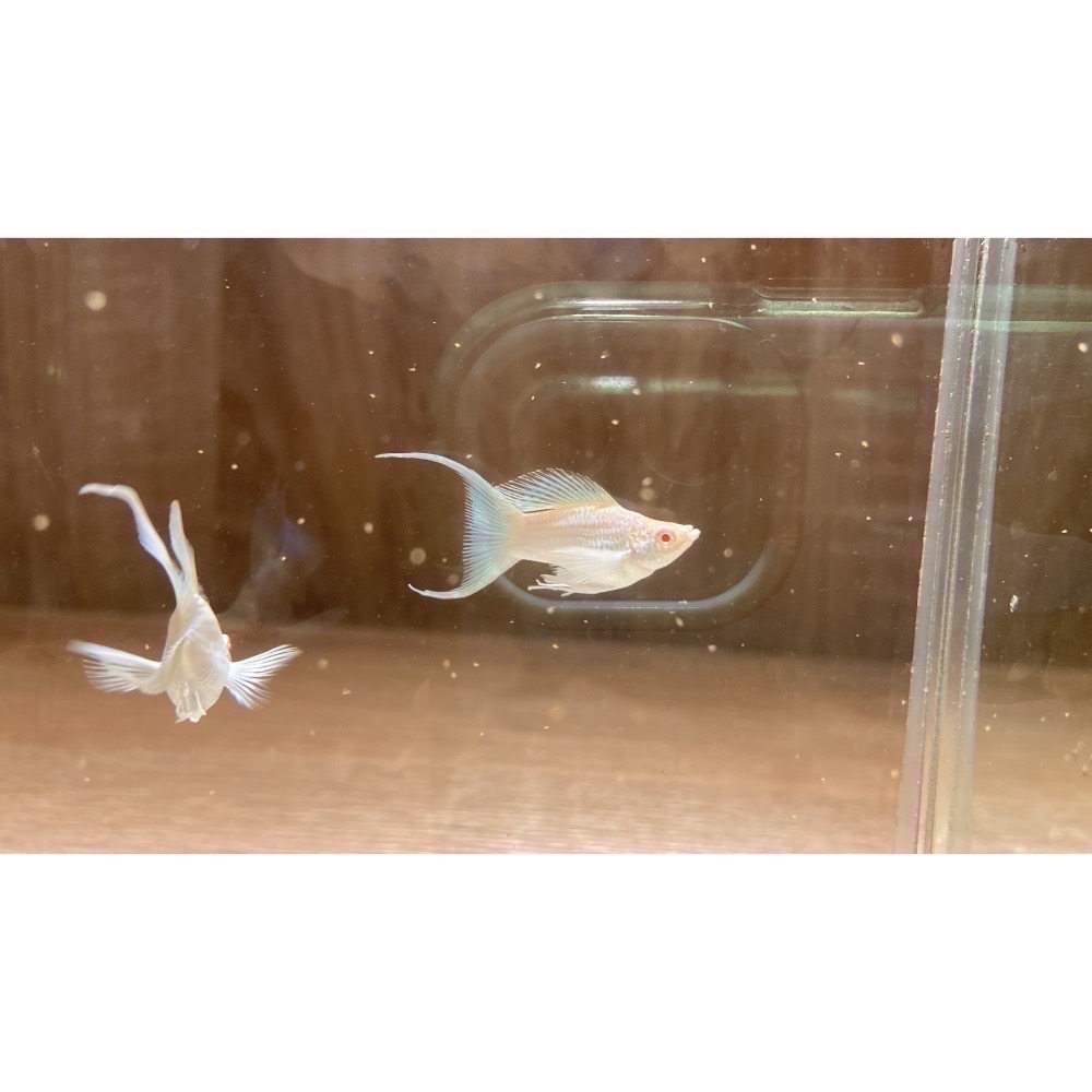 孔雀魚 茉莉魚 天鵝魚 鬥魚 球魚 茶壺 飼料-細節圖3