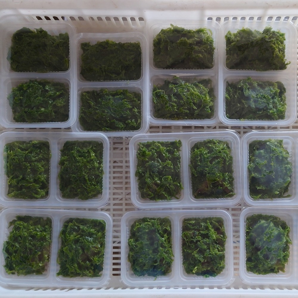 《澎湖名產》【黑潮】冷凍海菜盒-細節圖2