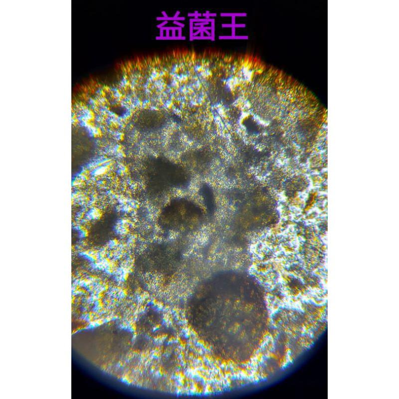 日本複合益菌王（淡海水適用）非病原性微生物-水族良伴-細節圖7