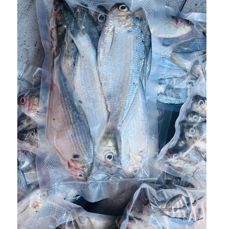 土黃魚 釣魚 土黃仔 釣餌 大物餌 必殺餌 土黃 岸邊釣餌-細節圖2