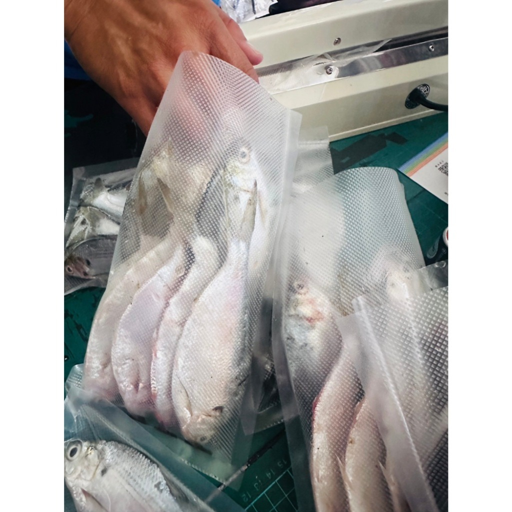 土黃魚 釣魚 土黃仔 釣餌 大物餌 必殺餌 土黃 岸邊釣餌-細節圖4