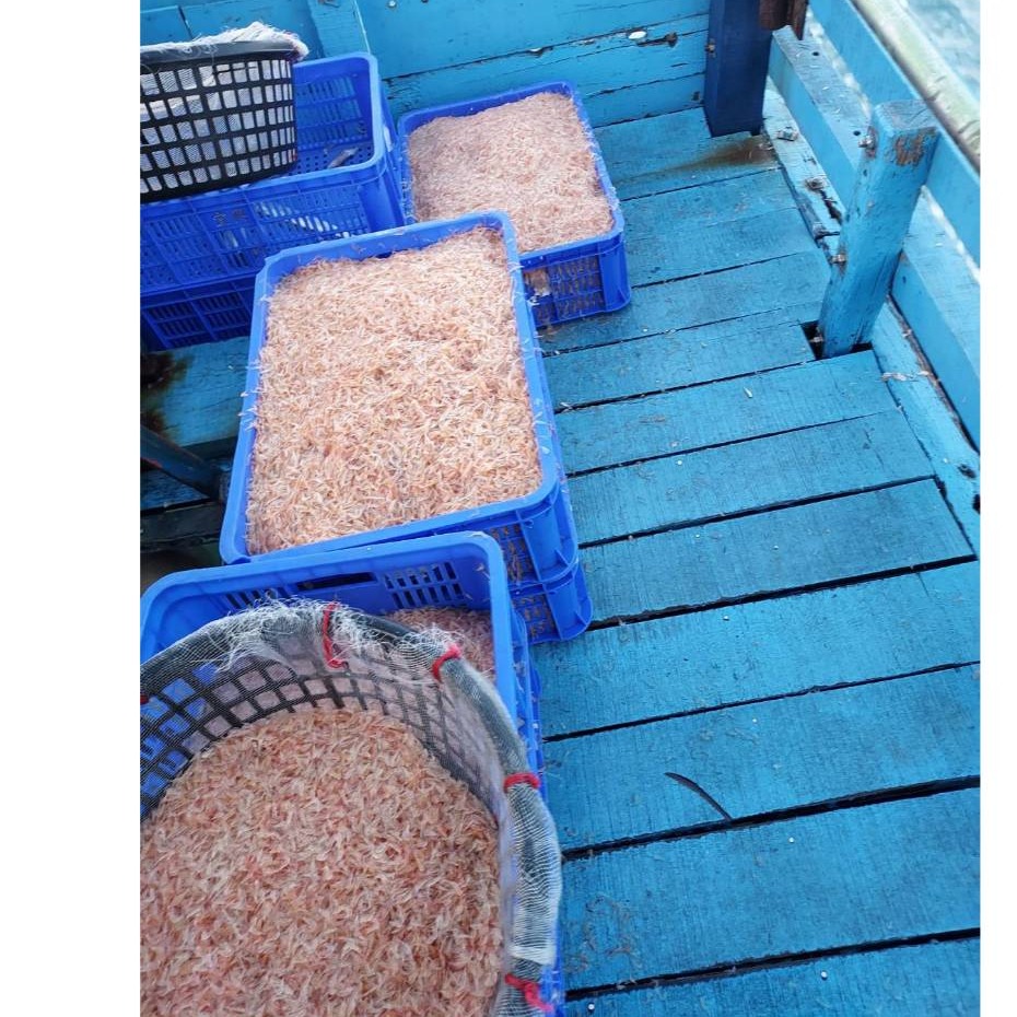 赤尾青 刺尾青 誘餌 飯糰 一台斤 600公克 釣魚用-細節圖2