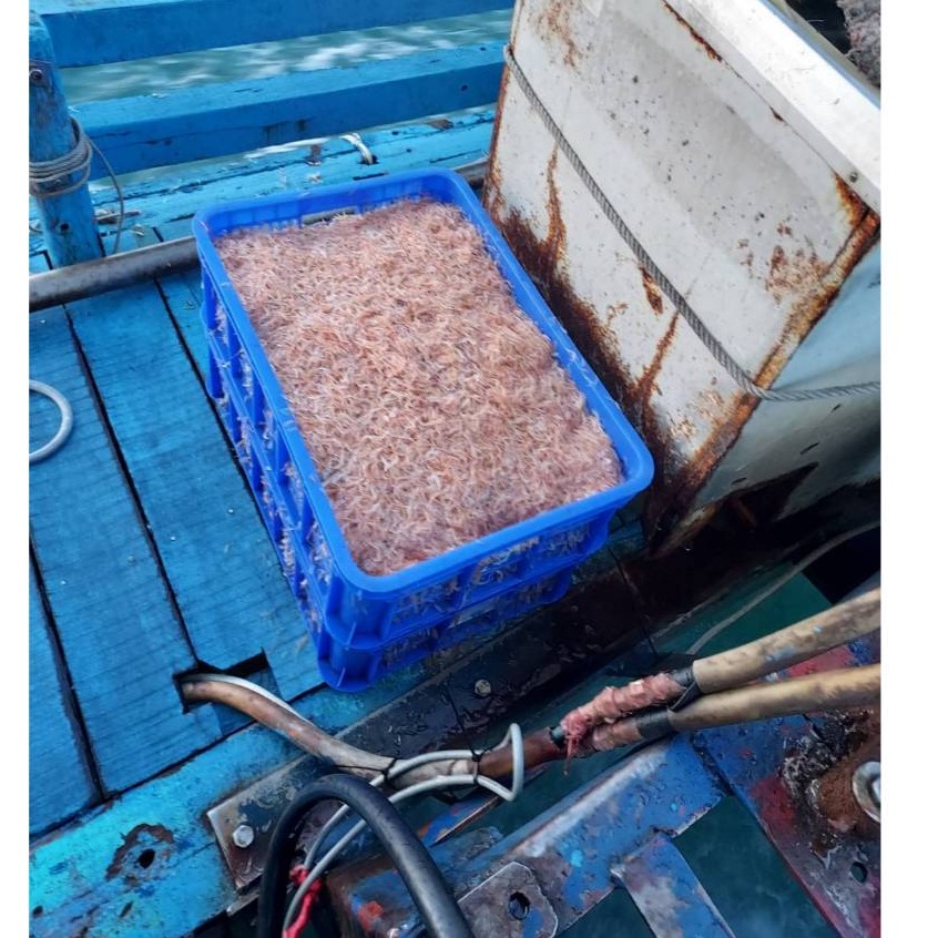 赤尾青 刺尾青 誘餌 飯糰 一台斤 600公克 釣魚用-細節圖3