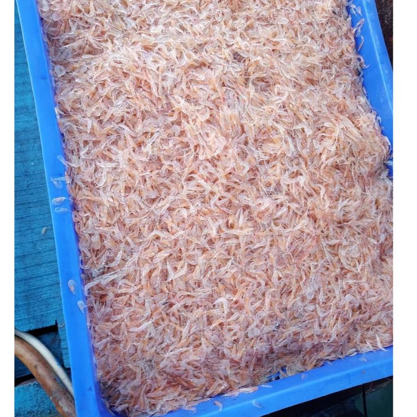 赤尾青 刺尾青 誘餌 飯糰 一台斤 600公克 釣魚用-細節圖4