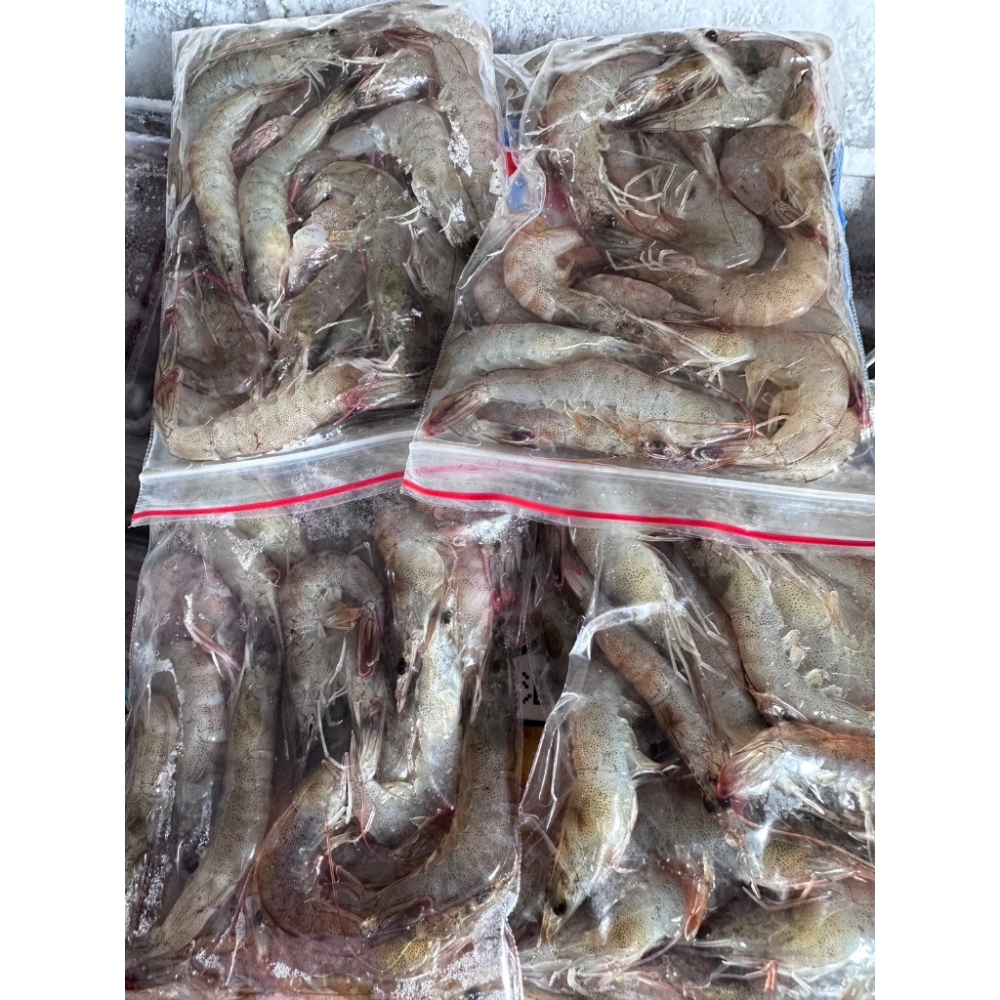 小白蝦 釣餌 新鮮冷凍 冷凍小白蝦 釣魚餌 蝦餌-細節圖2