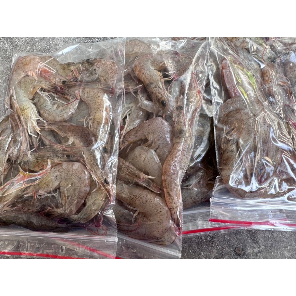 小白蝦 釣餌 新鮮冷凍 冷凍小白蝦 釣魚餌 蝦餌-細節圖3