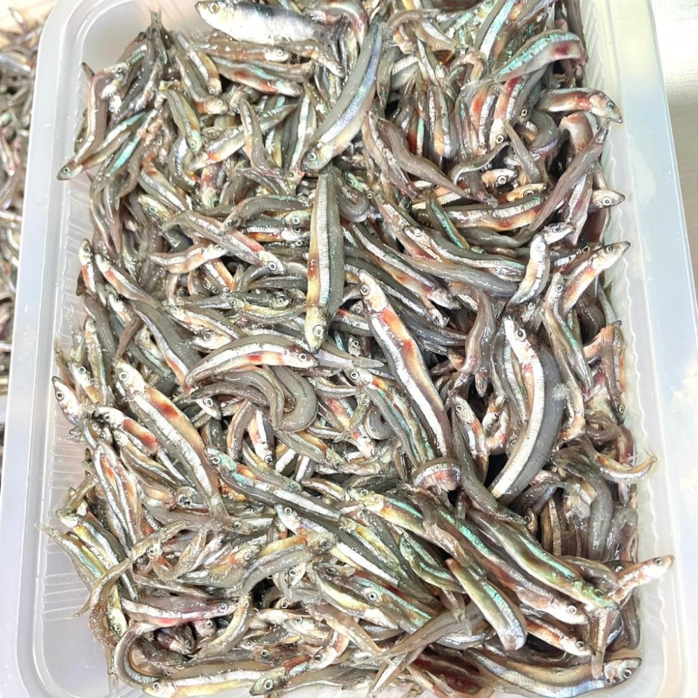 誘餌專用 丁香魚 誘餌 魚餌 1KG 誘餌丁香魚 小丁香魚-細節圖3