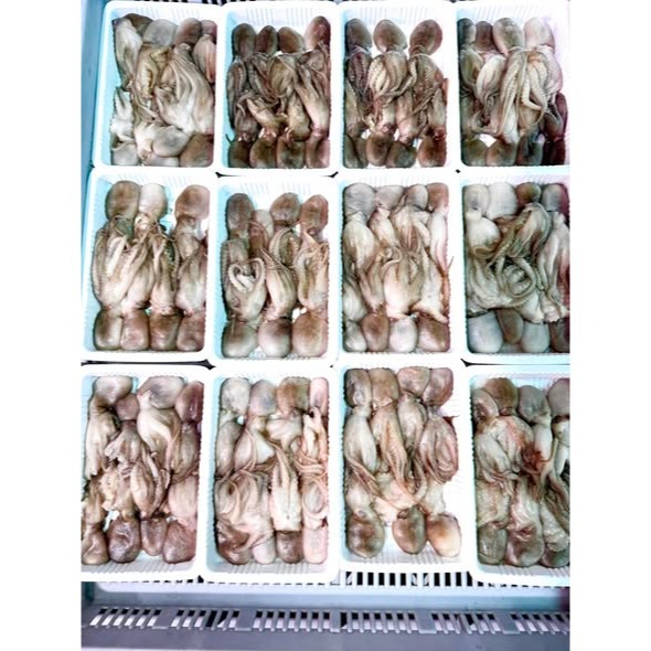 小章魚 冷凍魚餌 敲底大物餌 深海黃石斑 土鱠 石斑 馬頭 黑大目 船釣餌料-細節圖2