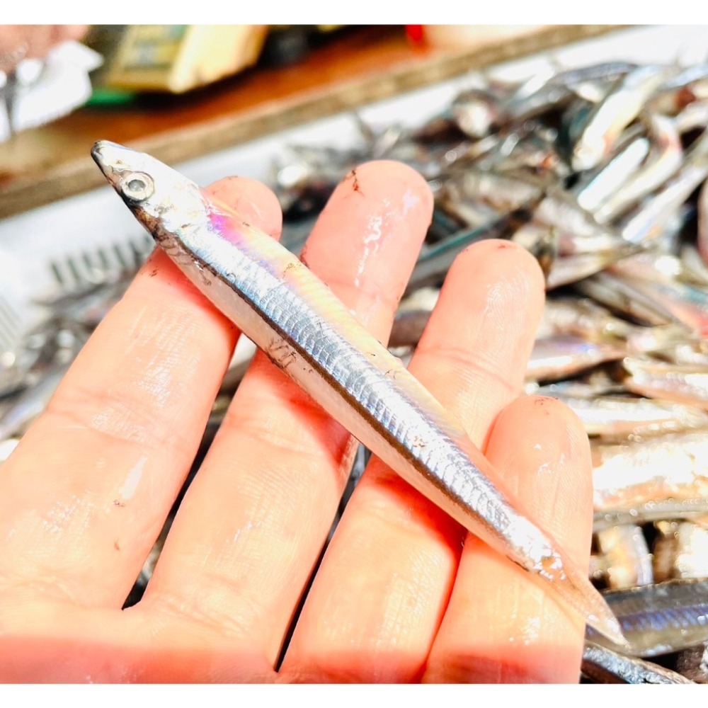 丁香魚 釣餌 釣魚餌料 冷凍丁香魚 冷凍釣餌 丁香-細節圖3