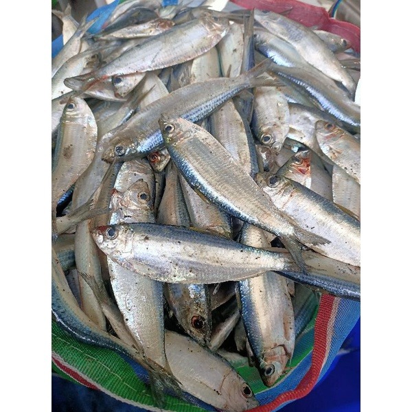 青鱗魚 青鱗仔 夜釣好夥伴 大物 清鱗魚 ✿豬姐釣具✿-細節圖2
