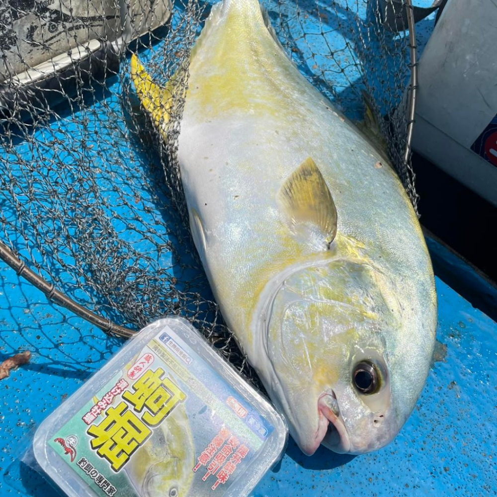 生牌 蚵堀 增量版 牡蠣 蚵仔 鮮蚵 魚餌 150g 冷凍餌 ✿豬姐釣具✿-細節圖2