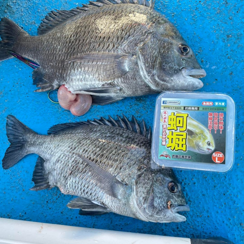 生牌 蚵堀 增量版 牡蠣 蚵仔 鮮蚵 魚餌 150g 冷凍餌 ✿豬姐釣具✿-細節圖3