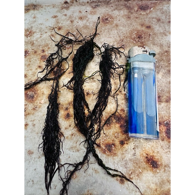 🎉新鮮海邊採集🎉紅荻 草 海荻 海草 變身苦餌料 臭肚餌料-細節圖2