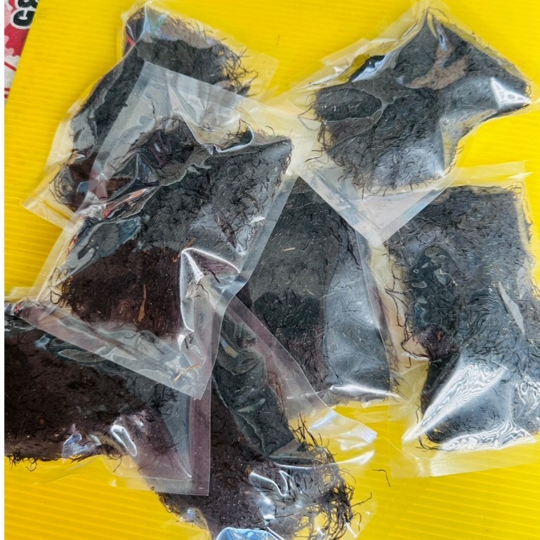 🎉新鮮海邊採集🎉紅荻 草 海荻 海草 變身苦餌料 臭肚餌料-細節圖3