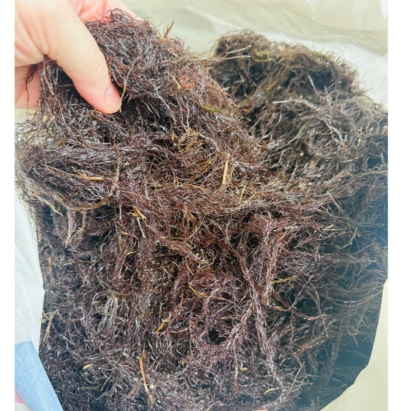 🎉新鮮海邊採集🎉紅荻 草 海荻 海草 變身苦餌料 臭肚餌料-細節圖4