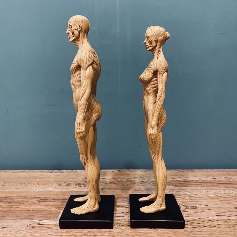 人體解剖 肌理結構 比例模型【河狸造物】藝術 醫學 教學用 拍攝道具 裝飾 家飾品-細節圖4