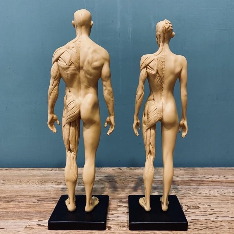 人體解剖 肌理結構 比例模型【河狸造物】藝術 醫學 教學用 拍攝道具 裝飾 家飾品-細節圖5