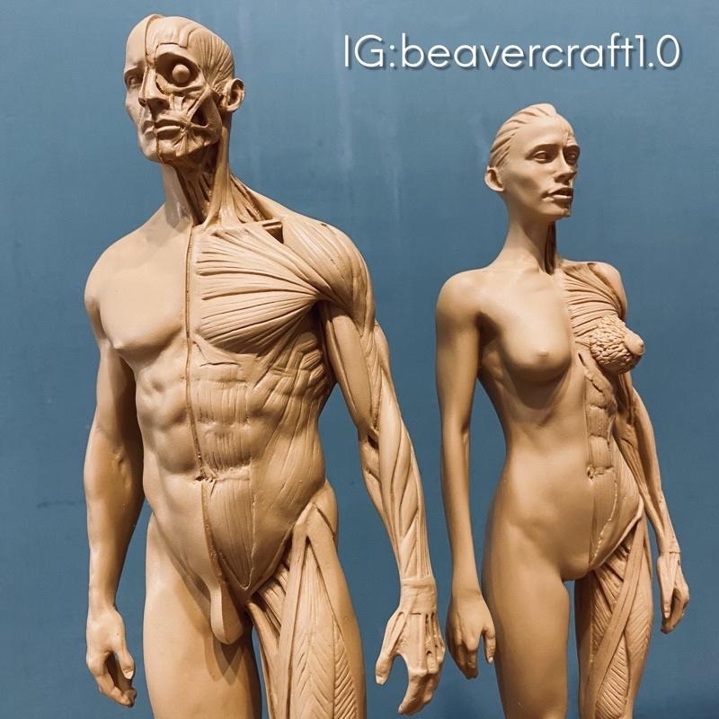 人體解剖 肌理結構 比例模型【河狸造物】藝術 醫學 教學用 拍攝道具 裝飾 家飾品-細節圖2