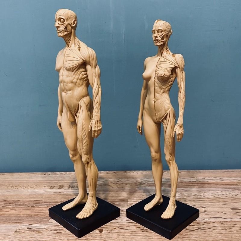 人體解剖 肌理結構 比例模型【河狸造物】藝術 醫學 教學用 拍攝道具 裝飾 家飾品-細節圖3