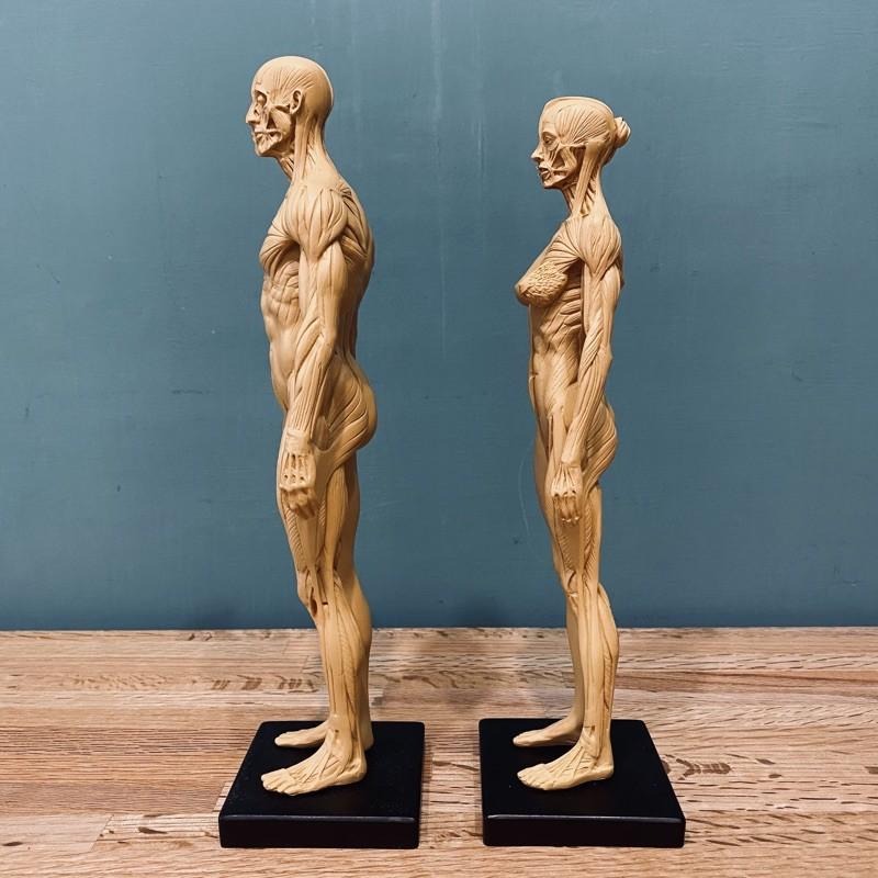 人體解剖 肌理結構 比例模型【河狸造物】藝術 醫學 教學用 拍攝道具 裝飾 家飾品-細節圖4