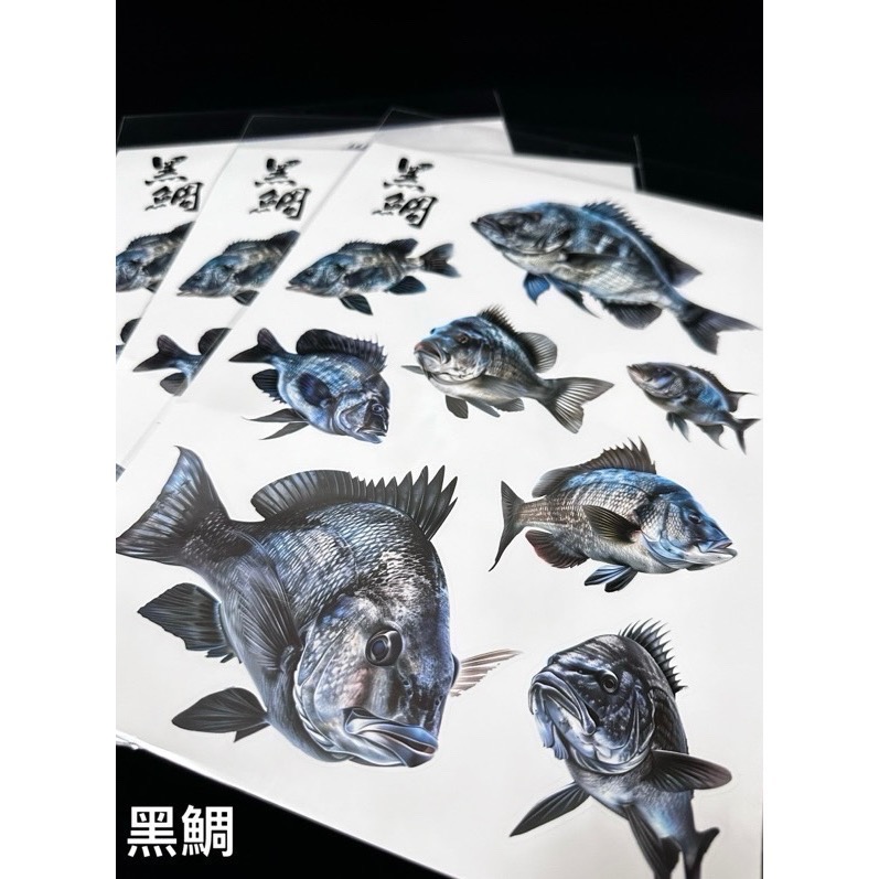 🎣🎣【 頭城東區釣具 】原創手繪貼紙 黑鯛 真鯛 巨型黑鯛 巨型海鱸 真鯛 冰箱 工具箱 裝飾 魚類 防水貼紙-細節圖3