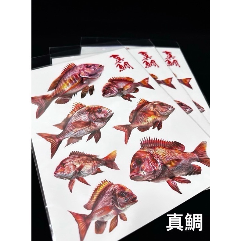 🎣🎣【 頭城東區釣具 】原創手繪貼紙 黑鯛 真鯛 巨型黑鯛 巨型海鱸 真鯛 冰箱 工具箱 裝飾 魚類 防水貼紙-細節圖4