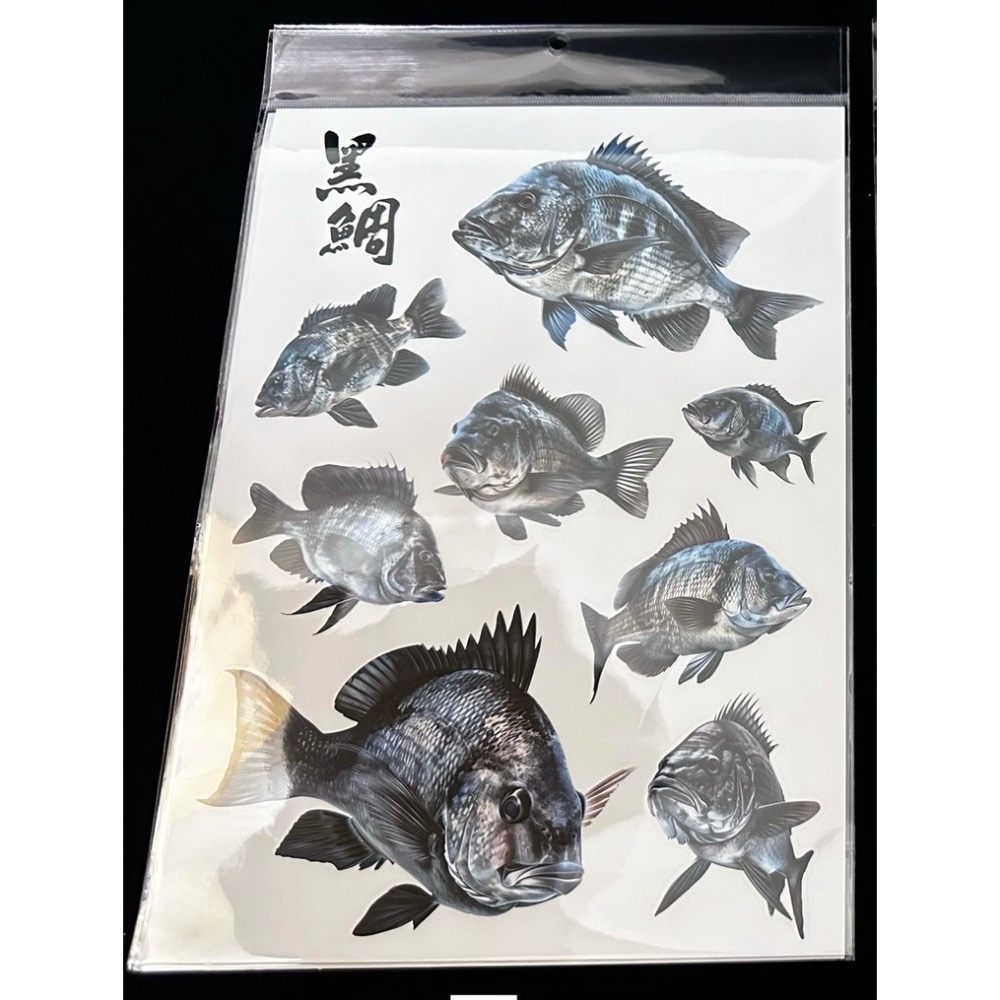 🎣🎣【 頭城東區釣具 】原創手繪貼紙 黑鯛 真鯛 巨型黑鯛 巨型海鱸 真鯛 冰箱 工具箱 裝飾 魚類 防水貼紙-規格圖11