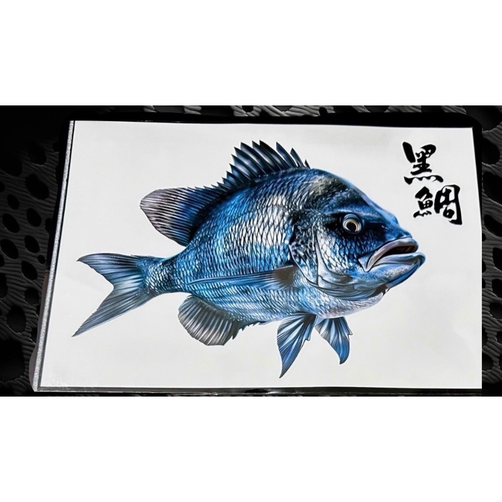 🎣🎣【 頭城東區釣具 】原創手繪貼紙 黑鯛 真鯛 巨型黑鯛 巨型海鱸 真鯛 冰箱 工具箱 裝飾 魚類 防水貼紙-規格圖11