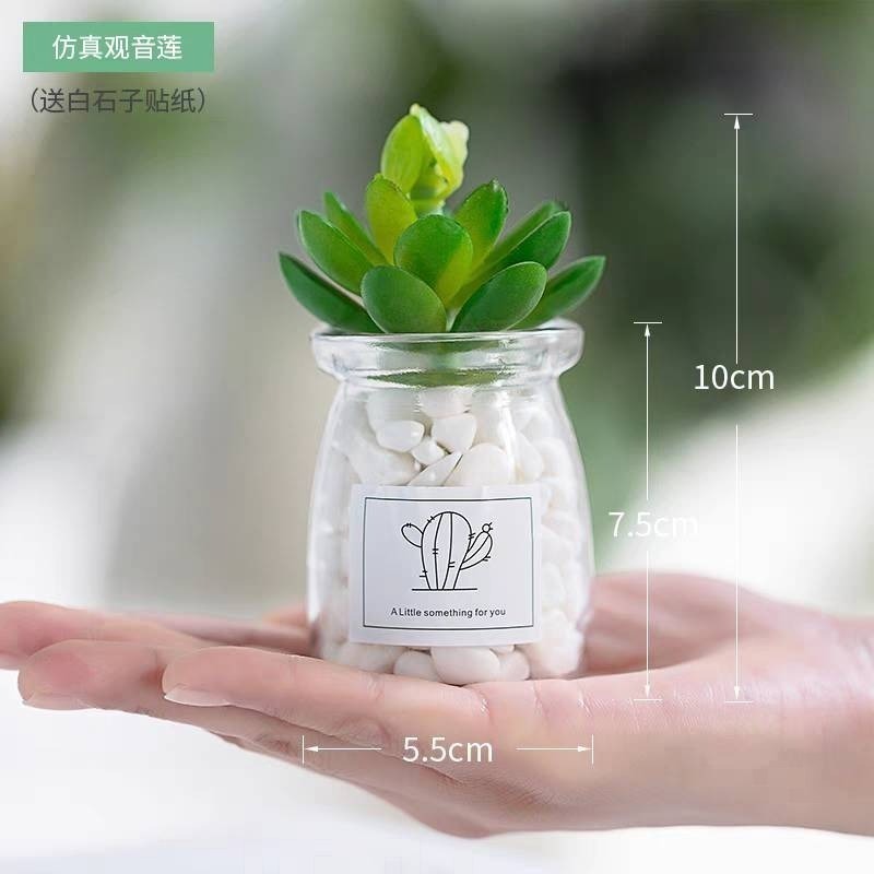 【現貨秒出】療癒小盆栽 圓形 方形 桌面綠植 居家裝飾 辦公必備-規格圖8