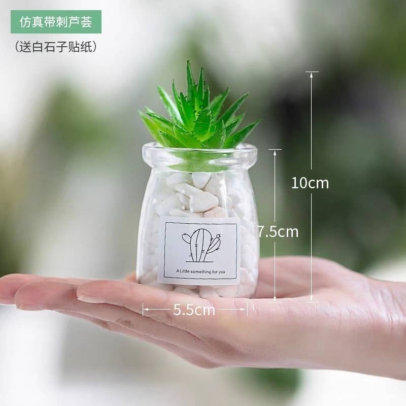 【現貨秒出】療癒小盆栽 圓形 方形 桌面綠植 居家裝飾 辦公必備-規格圖8