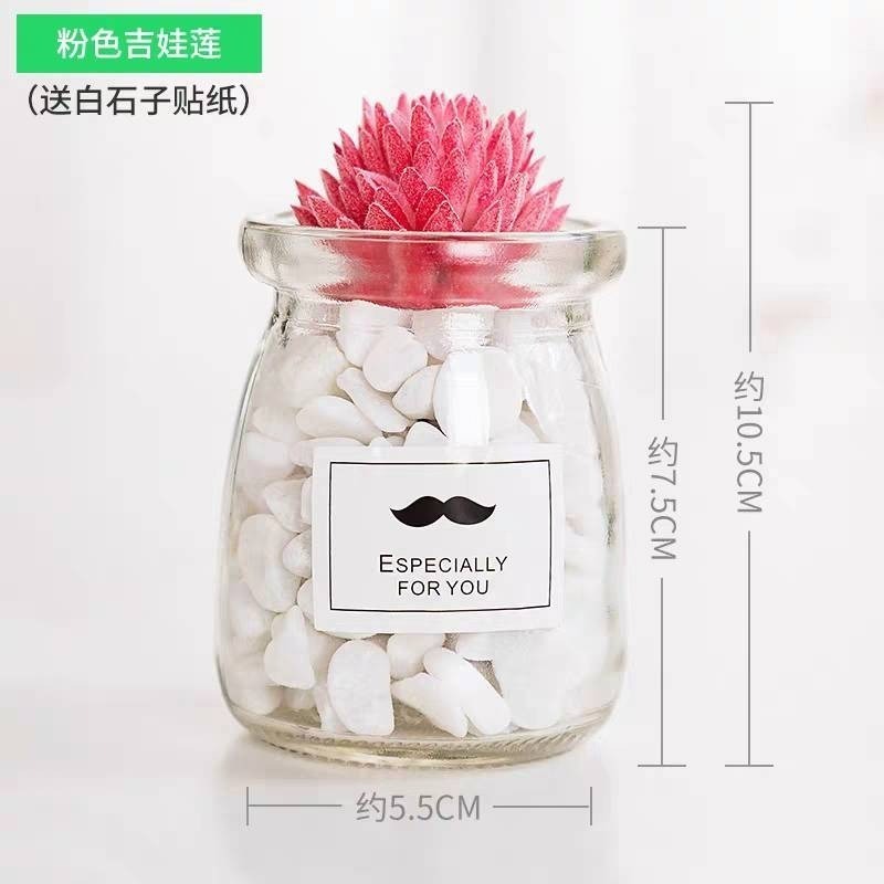【現貨秒出】療癒小盆栽 圓形 方形 桌面綠植 居家裝飾 辦公必備-規格圖8