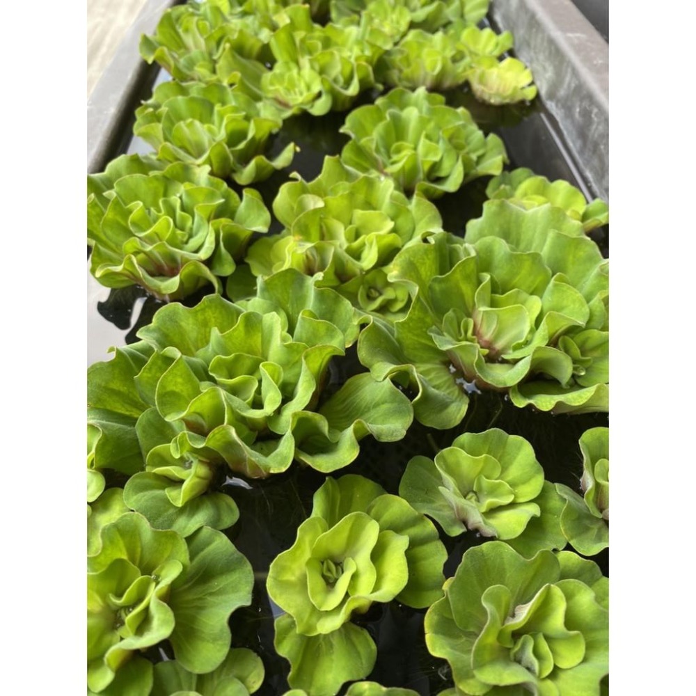 玫瑰水芙蓉/現貨馬上下單馬上出/淨化水質首選-細節圖2