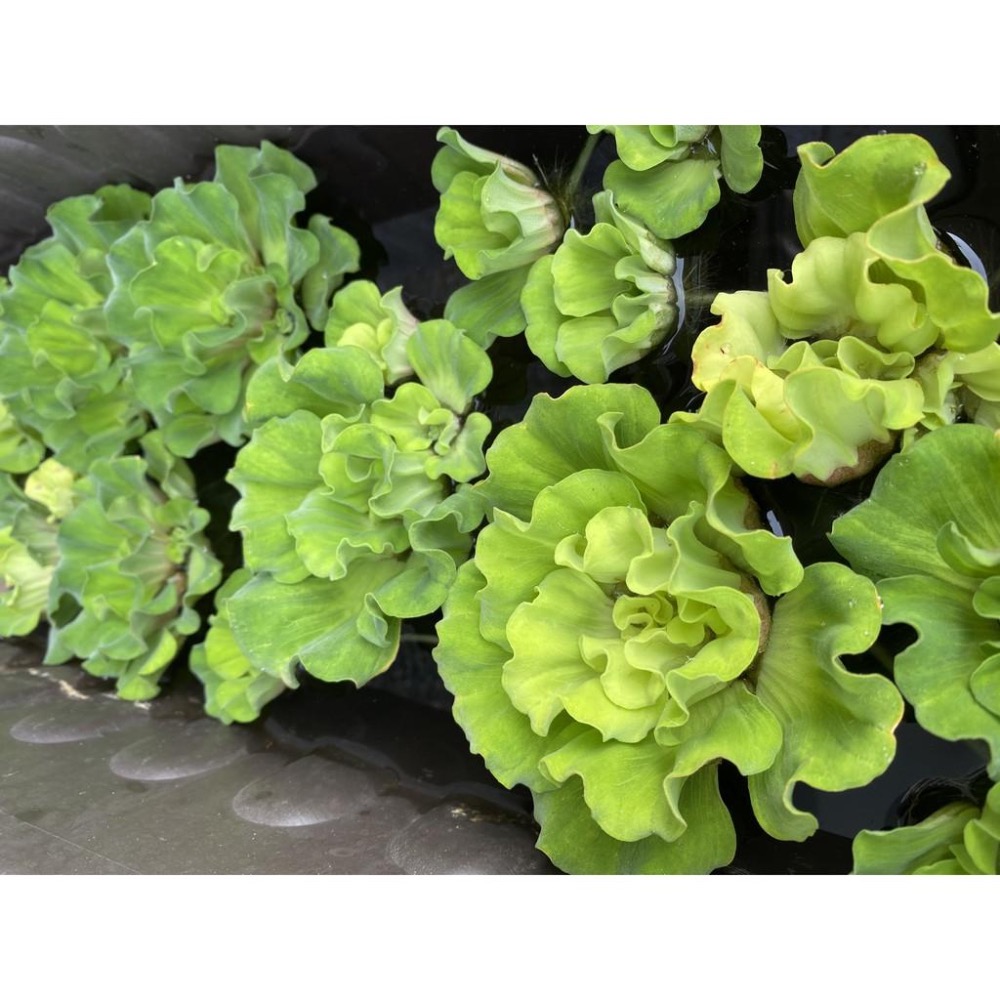 玫瑰水芙蓉/現貨馬上下單馬上出/淨化水質首選-細節圖3