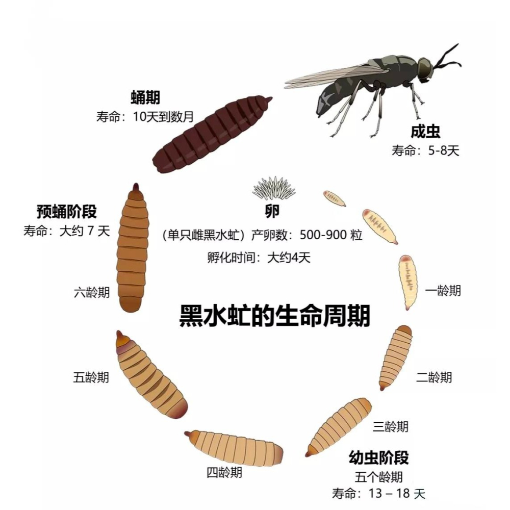 黑水虻 小苗 新手推薦 0.5公分以下 1克8元-細節圖2